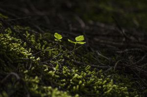 Forest, beautiful flowers, new — examplearticle