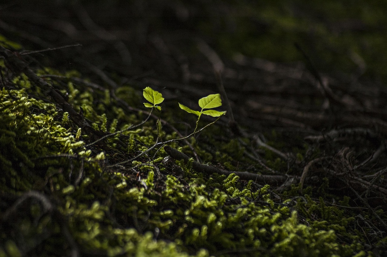 Forest, beautiful flowers, new — examplearticle